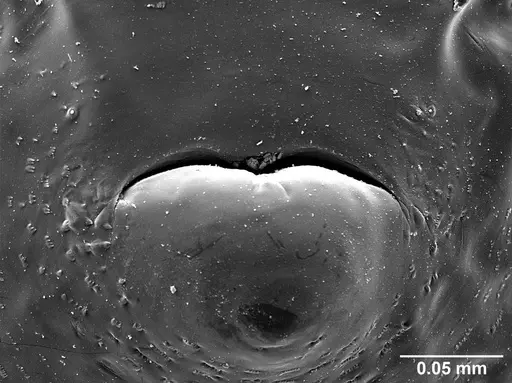 Sericomyrmex parvulus specimen USNMENT01125592 image usnment01125592_2