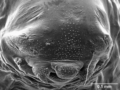 Sericomyrmex parvulus specimen USNMENT01125592 image usnment01125592_3