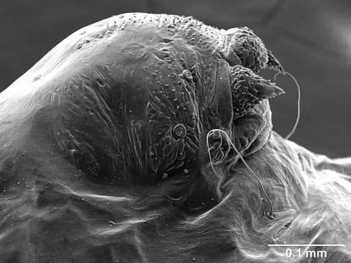 Sericomyrmex parvulus specimen USNMENT01125592 image usnment01125592_4