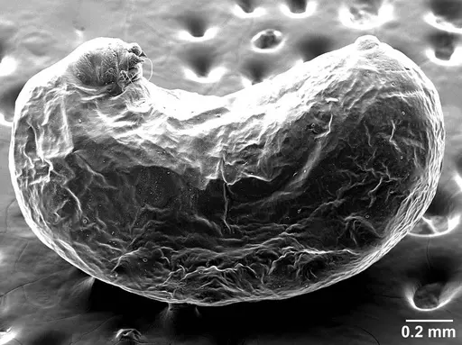 Sericomyrmex parvulus specimen USNMENT01125592 image usnment01125592_5