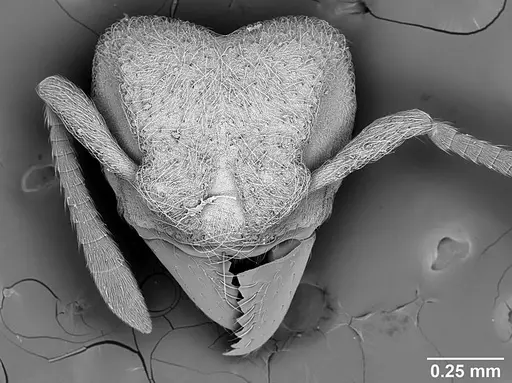 Sericomyrmex parvulus specimen USNMENT01125593 image usnment01125593_1