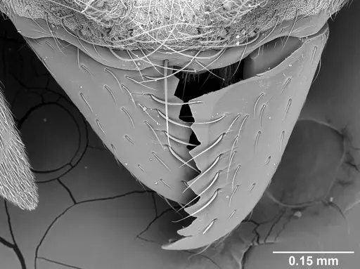 Sericomyrmex parvulus specimen USNMENT01125593 image usnment01125593_2