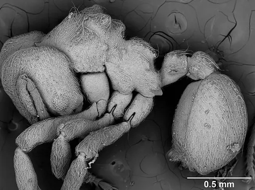Sericomyrmex parvulus specimen USNMENT01125593 image usnment01125593_3