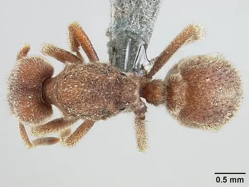 Sericomyrmex parvulus specimen USNMENT01125594 image usnment01125594_1