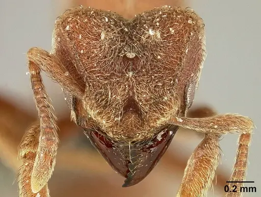 Sericomyrmex parvulus specimen USNMENT01125594 image usnment01125594_2