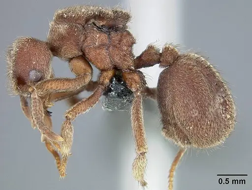 Sericomyrmex parvulus specimen USNMENT01125594 image usnment01125594_3