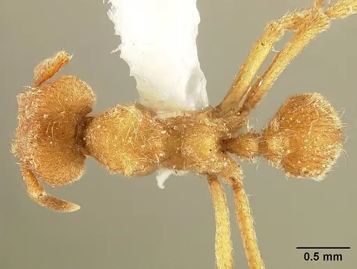 Sericomyrmex radioheadi specimen USNMENT00924059 image usnment00924059_1
