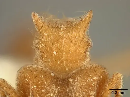 Sericomyrmex radioheadi specimen USNMENT00924059 image usnment00924059_2
