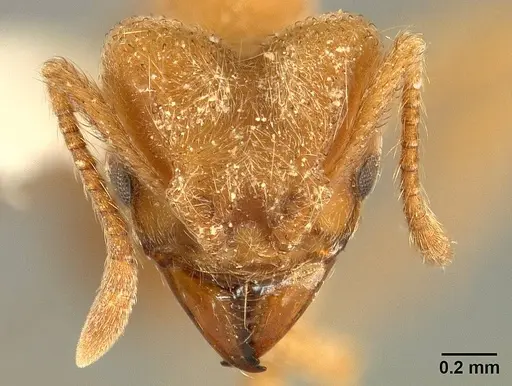 Sericomyrmex radioheadi specimen USNMENT00924059 image usnment00924059_3