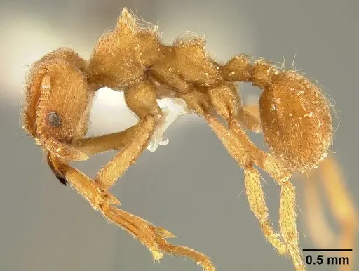 Sericomyrmex radioheadi specimen USNMENT00924059 image usnment00924059_4
