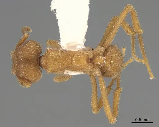 Sericomyrmex radioheadi specimen USNMENT00924061 image usnment00924061_1