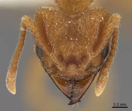 Sericomyrmex radioheadi specimen USNMENT00924061 image usnment00924061_2