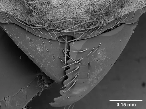 Sericomyrmex radioheadi specimen USNMENT00924061 image usnment00924061_3