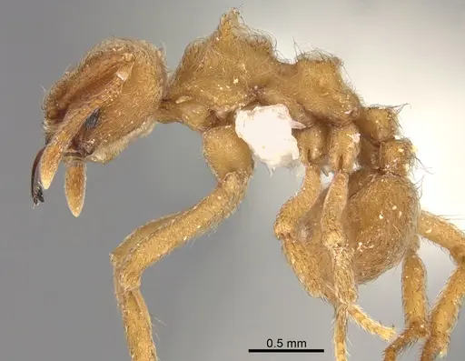 Sericomyrmex radioheadi specimen USNMENT00924061 image usnment00924061_4