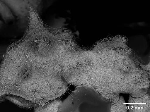 Sericomyrmex radioheadi specimen USNMENT00924061 image usnment00924061_5