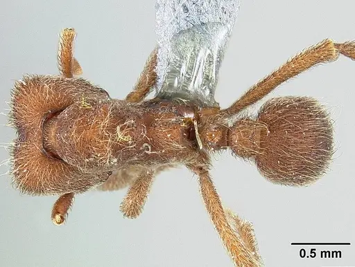 Sericomyrmex saramama specimen USNMENT00924064 image usnment00924064_1