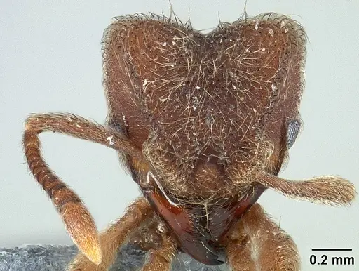 Sericomyrmex saramama specimen USNMENT00924064 image usnment00924064_2