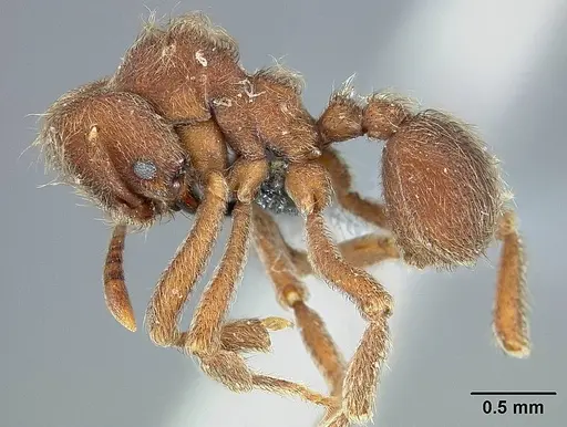 Sericomyrmex saramama specimen USNMENT00924064 image usnment00924064_3