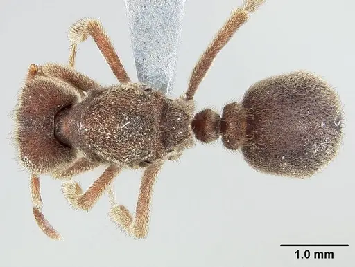 Sericomyrmex saramama specimen USNMENT00924065 image usnment00924065_1