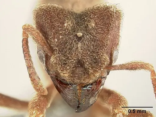Sericomyrmex saramama specimen USNMENT00924065 image usnment00924065_2