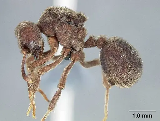 Sericomyrmex saramama specimen USNMENT00924065 image usnment00924065_3