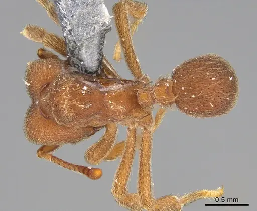 Sericomyrmex saramama specimen USNMENT00924072 image usnment00924072_1