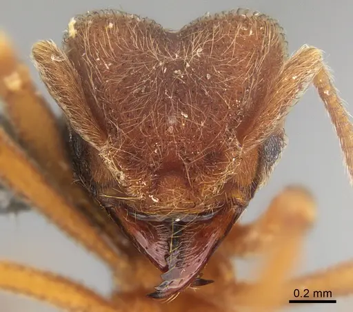 Sericomyrmex saramama specimen USNMENT00924072 image usnment00924072_2