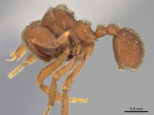 Sericomyrmex saramama specimen USNMENT00924072 image usnment00924072_3