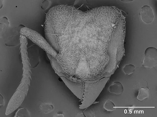 Sericomyrmex saramama specimen USNMENT01125262 image usnment01125262_1