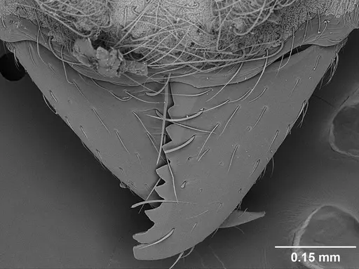 Sericomyrmex saramama specimen USNMENT01125262 image usnment01125262_2