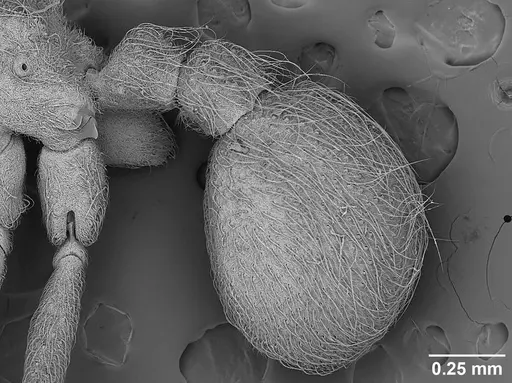 Sericomyrmex saramama specimen USNMENT01125262 image usnment01125262_3