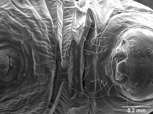 Sericomyrmex saramama specimen USNMENT01125266 image usnment01125266_1