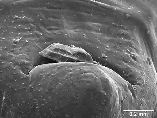 Sericomyrmex saramama specimen USNMENT01125266 image usnment01125266_2