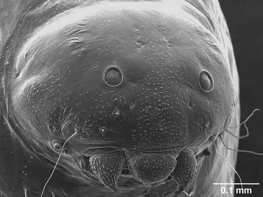 Sericomyrmex saramama specimen USNMENT01125266 image usnment01125266_3