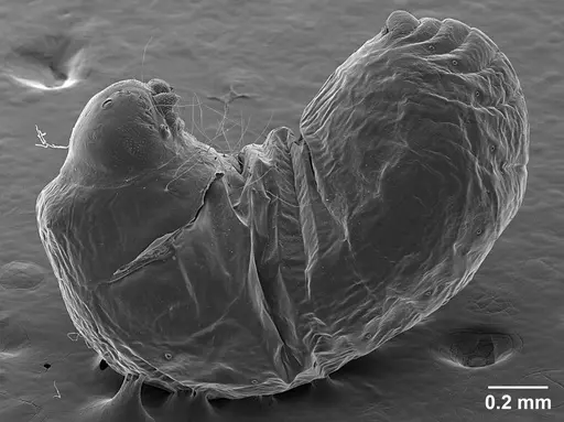 Sericomyrmex saramama specimen USNMENT01125266 image usnment01125266_5