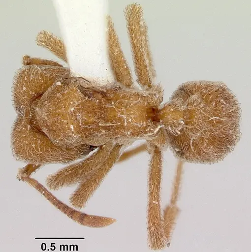 Sericomyrmex saussurei specimen CASENT0006163 image casent0006163_1