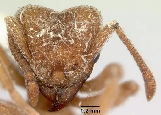 Sericomyrmex saussurei specimen CASENT0006163 image casent0006163_2