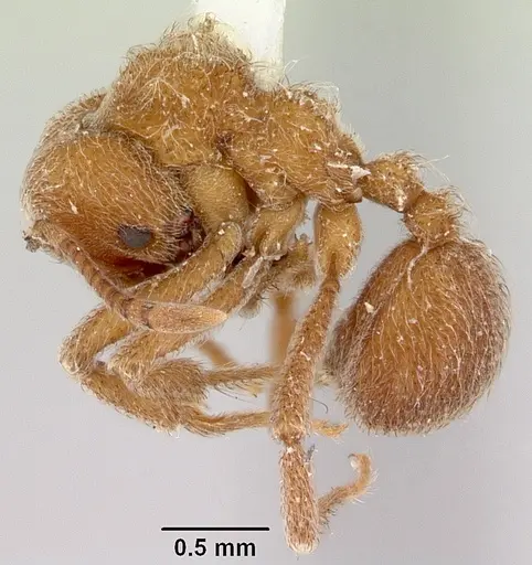 Sericomyrmex saussurei specimen CASENT0006163 image casent0006163_3