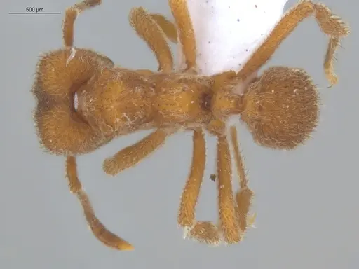 Sericomyrmex saussurei specimen ECOFOG-KR20-0030-11 image ecofog-kr20-0030-11_1