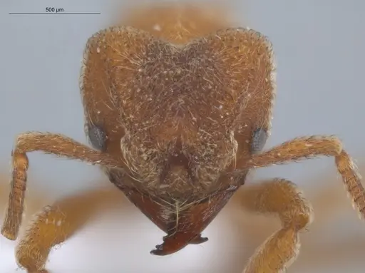 Sericomyrmex saussurei specimen ECOFOG-KR20-0030-11 image ecofog-kr20-0030-11_2