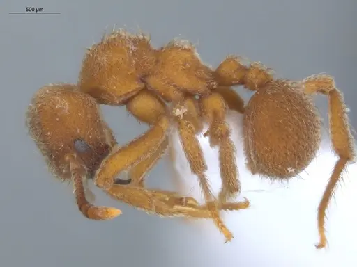 Sericomyrmex saussurei specimen ECOFOG-KR20-0030-11 image ecofog-kr20-0030-11_3