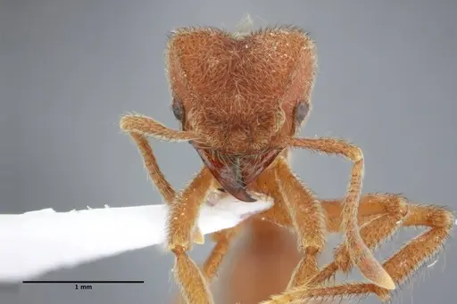 Sericomyrmex saussurei specimen UFV-LABECOL-000272 image ufv-labecol-000272_1
