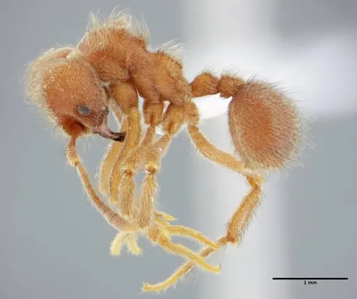 Sericomyrmex saussurei specimen UFV-LABECOL-000272 image ufv-labecol-000272_2