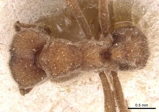 Sericomyrmex saussurei specimen USNMENT00445513 image usnment00445513_1