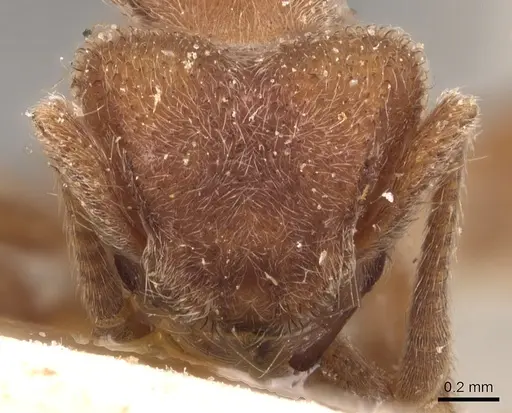 Sericomyrmex saussurei specimen USNMENT00445513 image usnment00445513_2