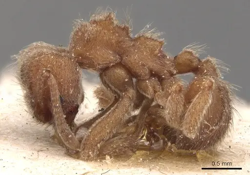 Sericomyrmex saussurei specimen USNMENT00445513 image usnment00445513_3