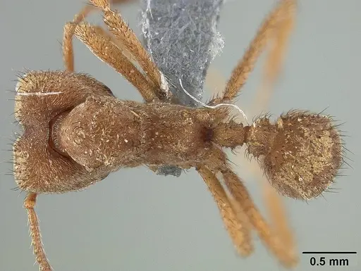 Sericomyrmex saussurei specimen USNMENT01124297 image usnment01124297_1