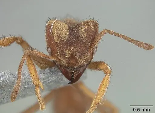 Sericomyrmex saussurei specimen USNMENT01124297 image usnment01124297_2