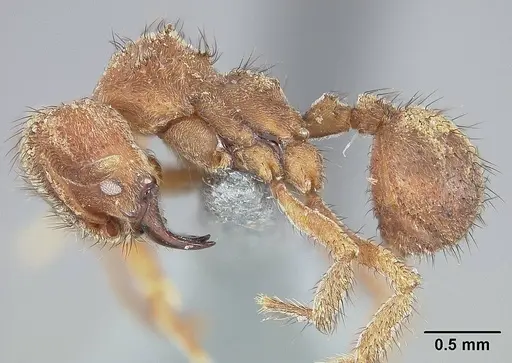 Sericomyrmex saussurei specimen USNMENT01124297 image usnment01124297_3