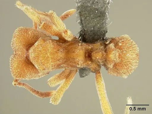 Sericomyrmex saussurei specimen USNMENT01125217 image usnment01125217_1
